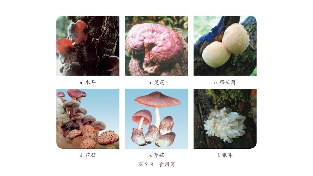 苏教版（2024）生物七年级上册 2.5.2 微生物和人类的关系 （课件）第6页