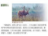 蘇教版（2024）生物七年級(jí)上冊(cè) 2.6.1 生物的分類 （課件）