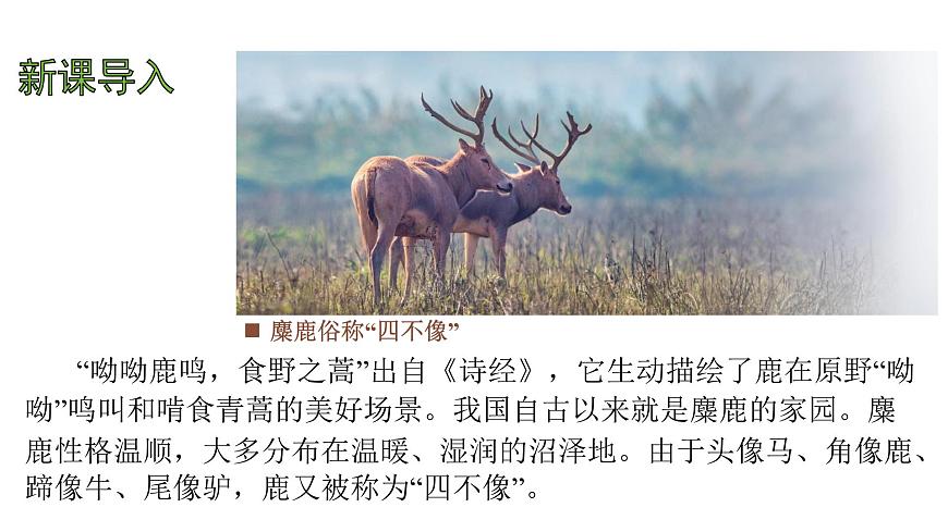 苏教版（2024）生物七年级上册 2.6.1 生物的分类 （课件）第3页