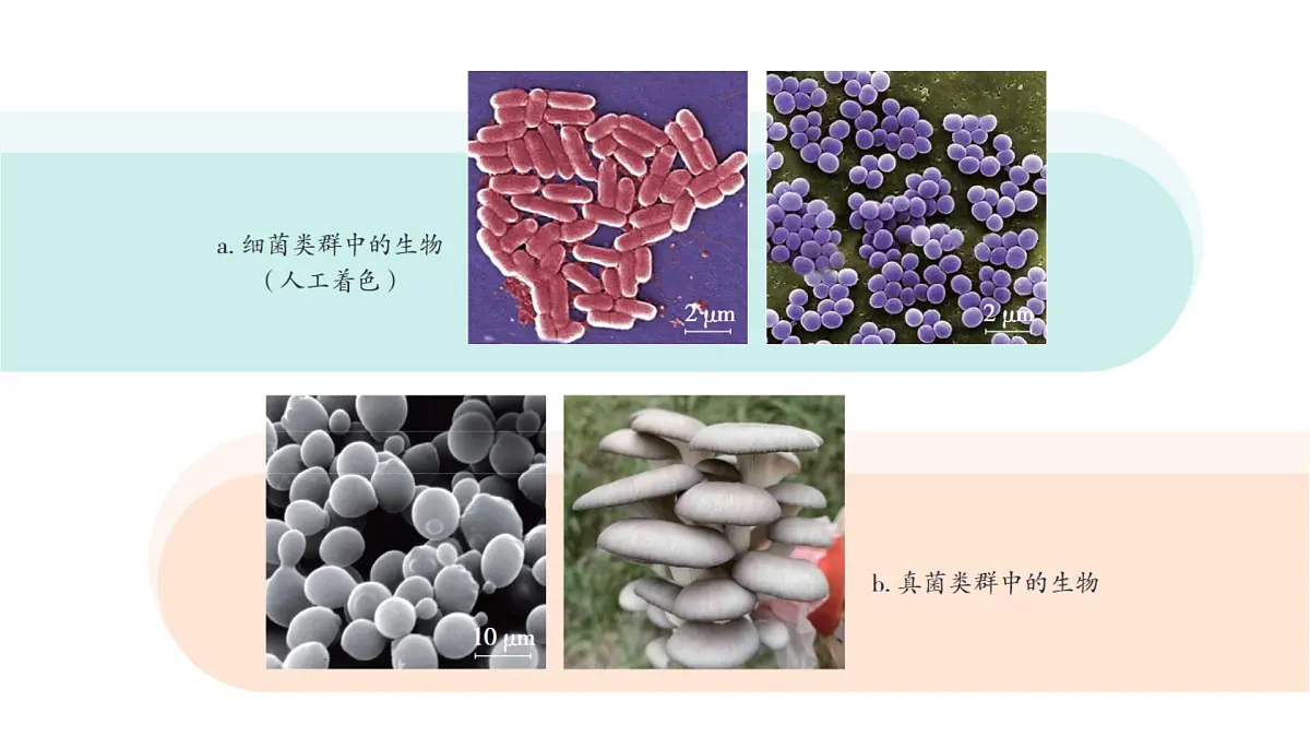 苏教版（2024）生物七年级上册 2.6.1 生物的分类 （课件）第7页