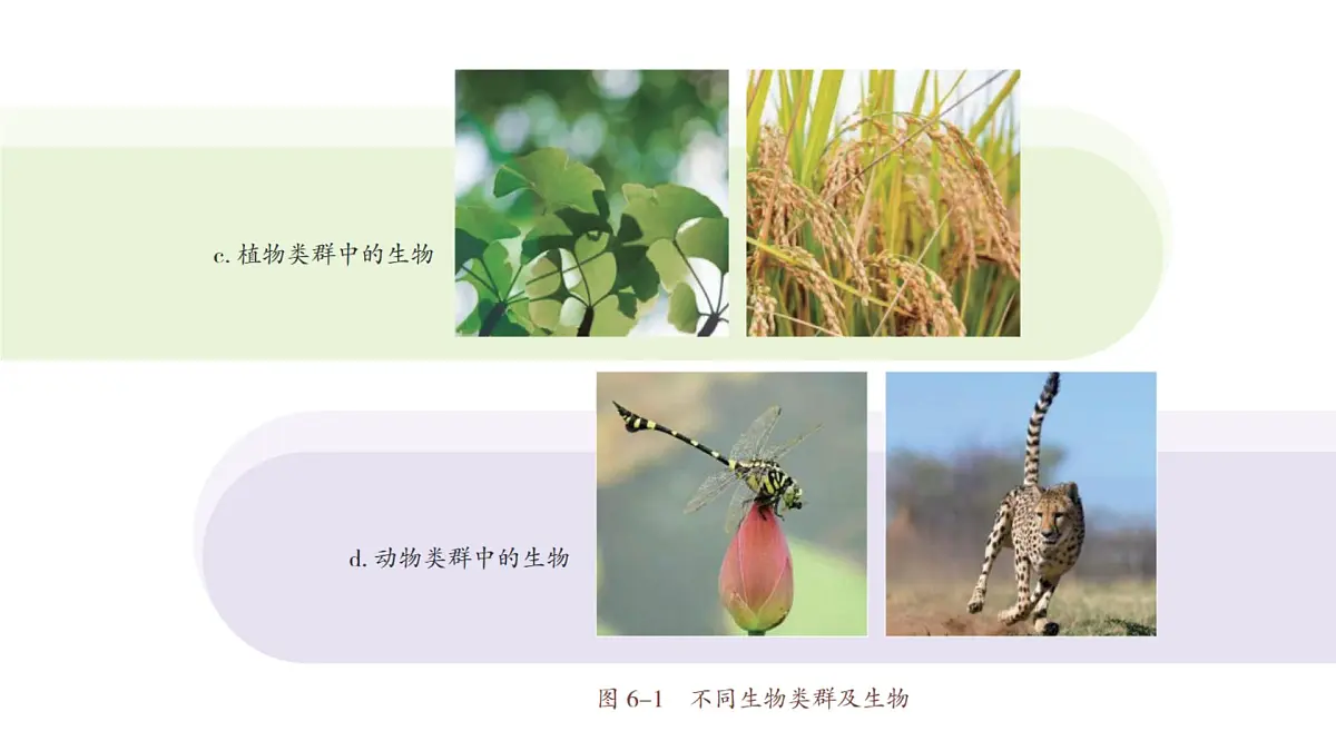 苏教版（2024）生物七年级上册 2.6.1 生物的分类 （课件）第8页