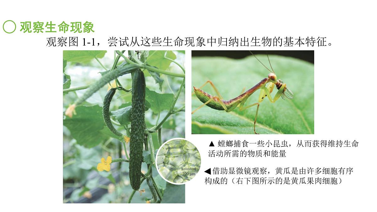 苏科版（2024）生物七年级上册 1.1.1 生物与生物学 （课件）第5页