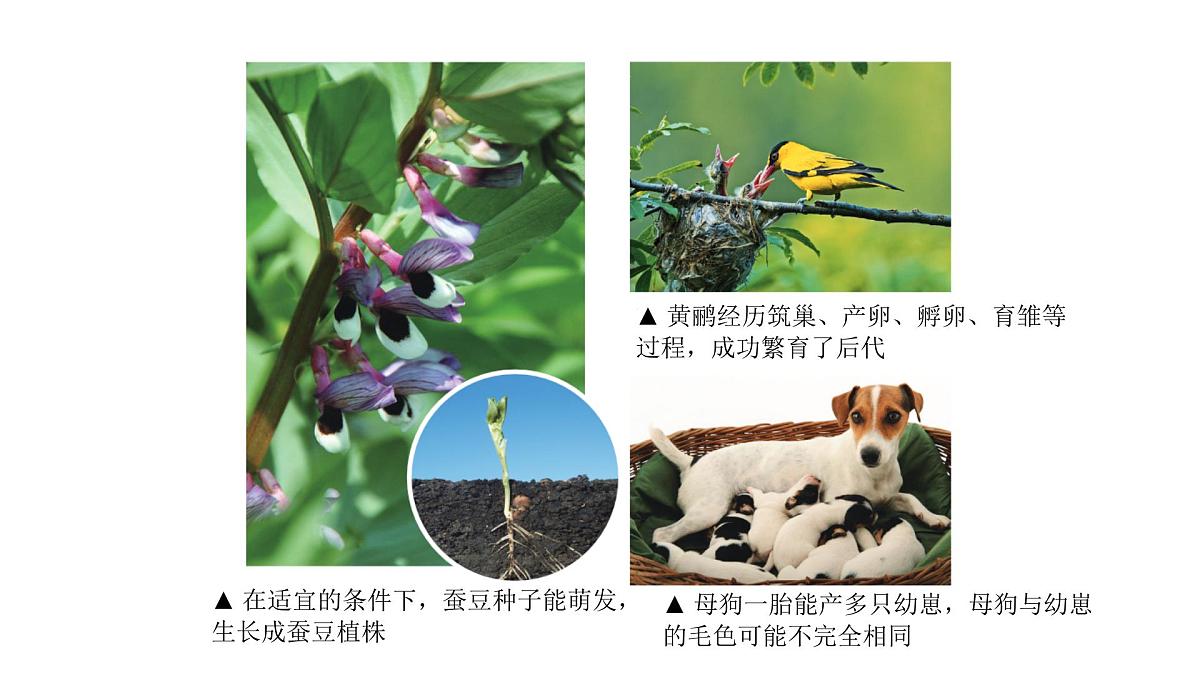 苏科版（2024）生物七年级上册 1.1.1 生物与生物学 （课件）第6页