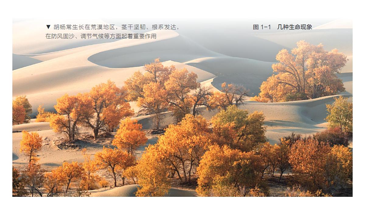 苏科版（2024）生物七年级上册 1.1.1 生物与生物学 （课件）第7页