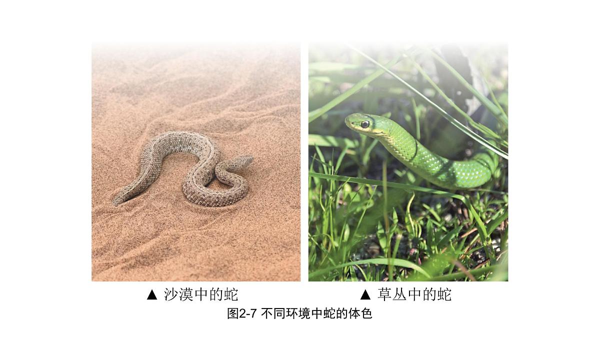 苏科版（2024）生物七年级上册 2.2.2 生物对环境的适应和影响 （课件）第6页