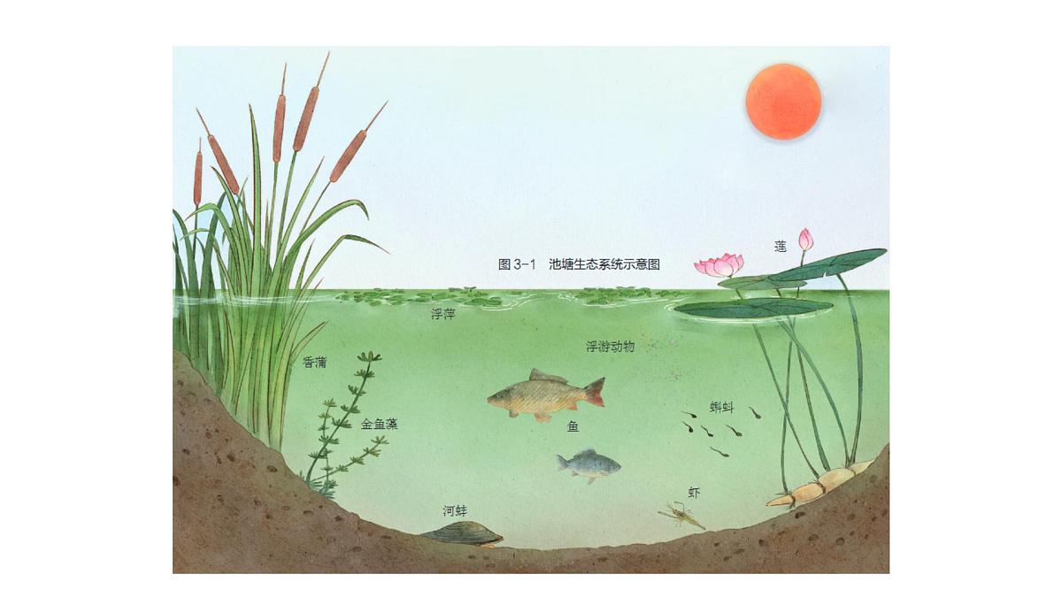 苏科版（2024）生物七年级上册 2.3.1 多种多样的生态系统 （课件）第6页