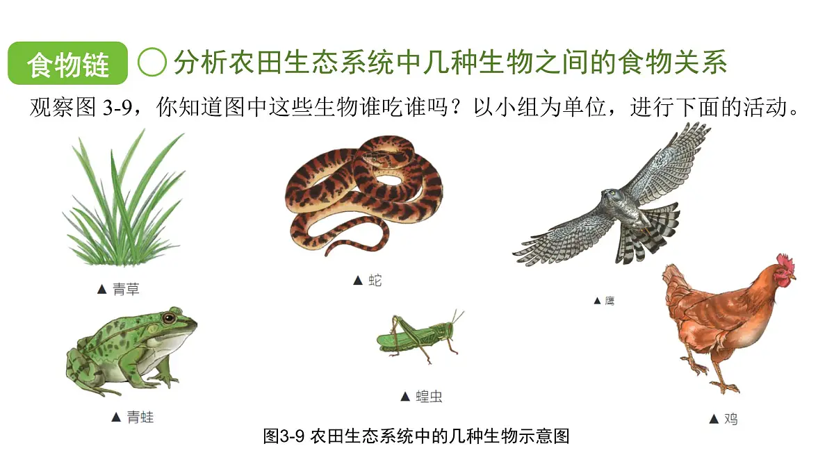 苏科版（2024）生物七年级上册 2.3.2 生态系统中不同生物之间的食物关系 （课件）第5页