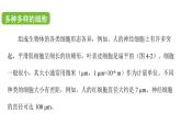 蘇科版（2024）生物七年級上冊 3.4.1 細(xì)胞是生物體結(jié)構(gòu)和功能的基本單位 （課件）