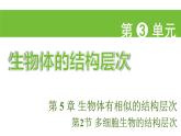 蘇科版（2024）生物七年級上冊 3.5.2 多細(xì)胞生物的結(jié)構(gòu)層次 （課件）