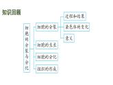 蘇科版（2024）生物七年級上冊 3.5.2 多細(xì)胞生物的結(jié)構(gòu)層次 （課件）