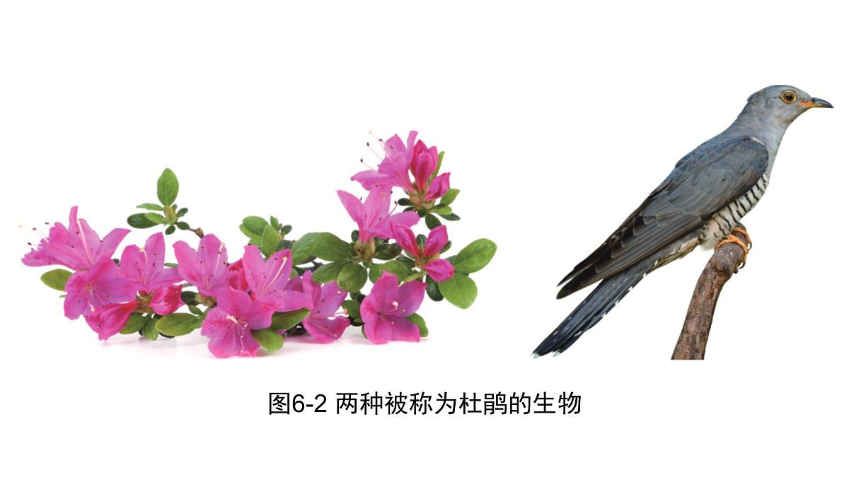 苏科版（2024）生物七年级上册 3.6.1 生物的命名 （课件）第6页