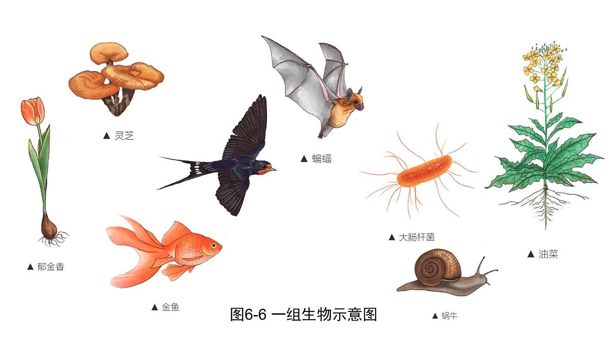 苏科版（2024）生物七年级上册 3.6.2 生物的分类 （课件）第8页