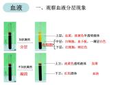 第十四章 人體內(nèi)物質(zhì)的運(yùn)輸 第1節(jié) 血液 PPT課件