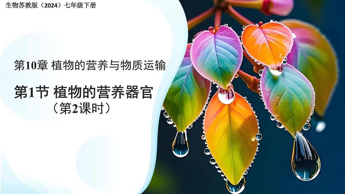 4.10.1植物的营养器官 第2课时 课件 生物苏教版（2024）七年级下册第4单元第1页