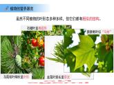 4.10.1植物的營養(yǎng)器官 第2課時 課件 生物蘇教版（2024）七年級下冊第4單元