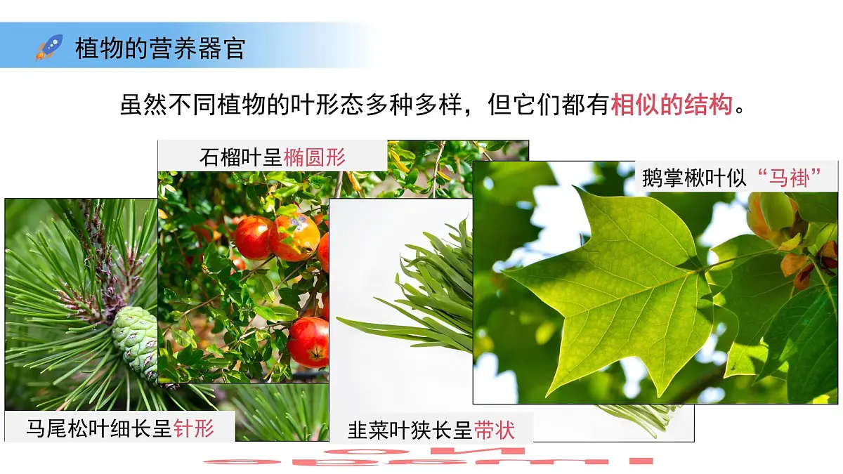 4.10.1植物的营养器官 第2课时 课件 生物苏教版（2024）七年级下册第4单元第3页