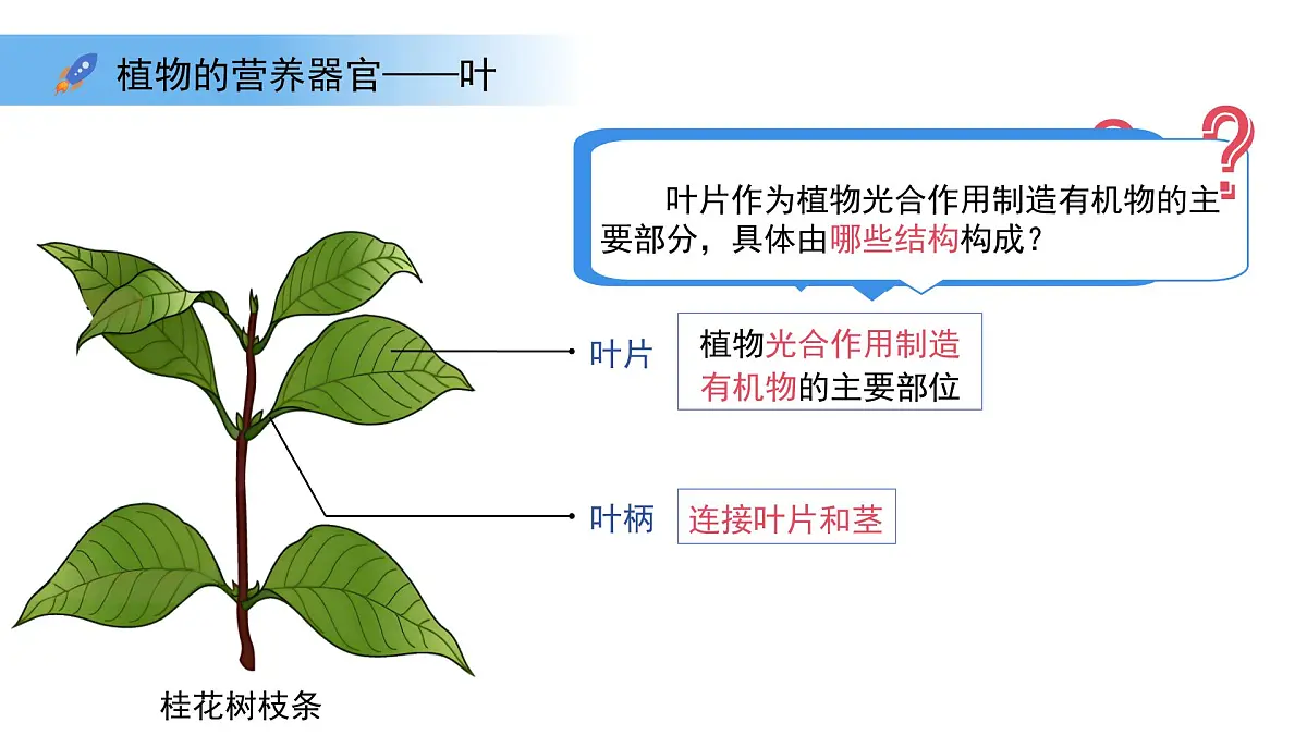 4.10.1植物的营养器官 第2课时 课件 生物苏教版（2024）七年级下册第4单元第4页