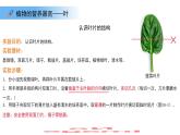 4.10.1植物的營養(yǎng)器官 第2課時 課件 生物蘇教版（2024）七年級下冊第4單元