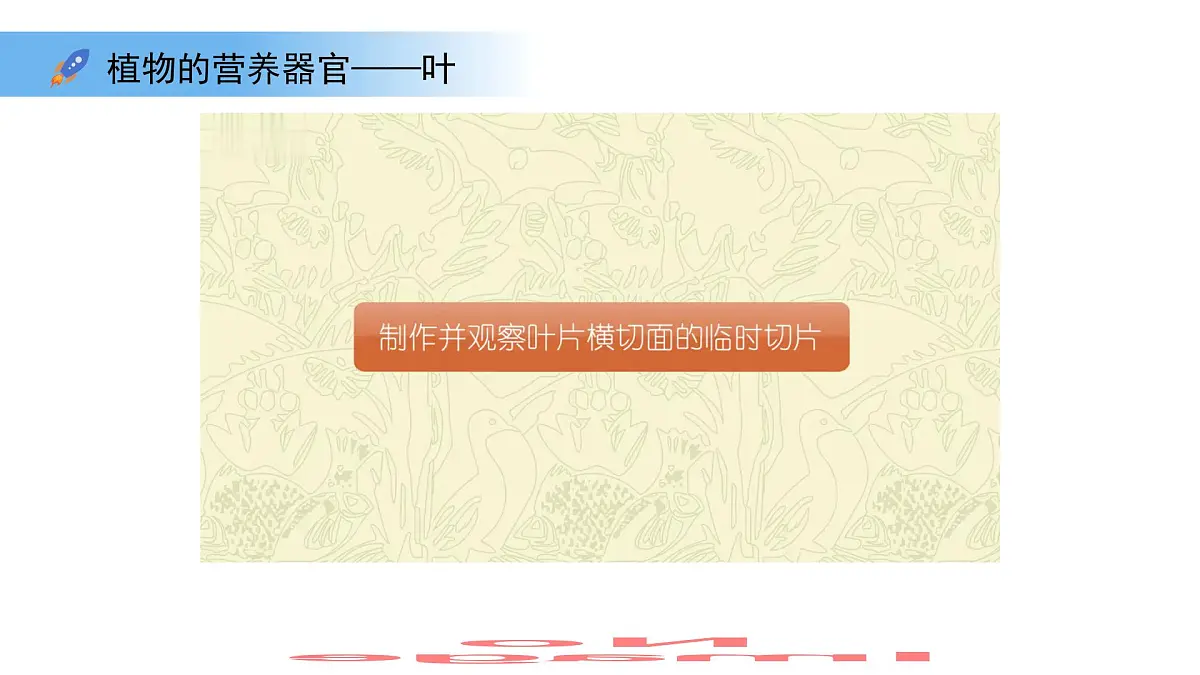 4.10.1植物的营养器官 第2课时 课件 生物苏教版（2024）七年级下册第4单元第7页