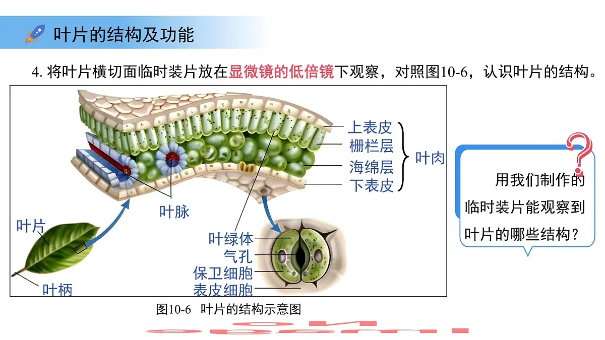 4.10.1植物的营养器官 第2课时 课件 生物苏教版（2024）七年级下册第4单元第8页