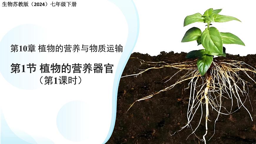 4.10.1植物的营养器官 第1课时 课件 生物苏教版（2024）七年级下册第4单元第1页