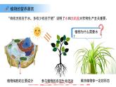 4.10.1植物的營養(yǎng)器官 第1課時 課件 生物蘇教版（2024）七年級下冊第4單元