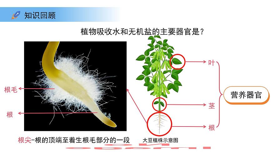 4.10.1植物的营养器官 第1课时 课件 生物苏教版（2024）七年级下册第4单元第4页