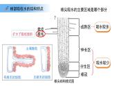 4.10.1植物的營養(yǎng)器官 第1課時 課件 生物蘇教版（2024）七年級下冊第4單元