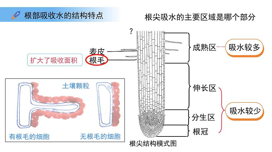 4.10.1植物的营养器官 第1课时 课件 生物苏教版（2024）七年级下册第4单元第5页