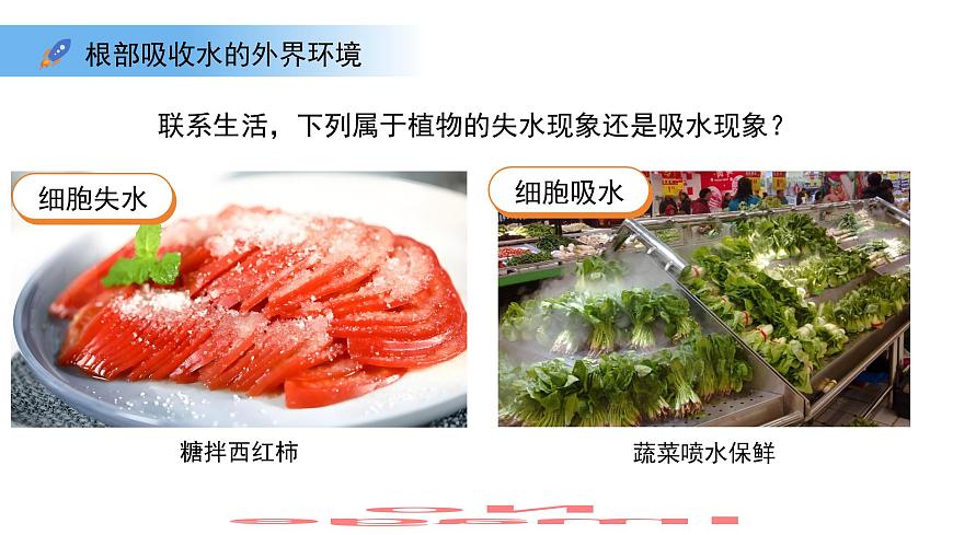 4.10.1植物的营养器官 第1课时 课件 生物苏教版（2024）七年级下册第4单元第7页