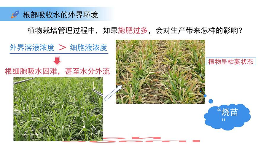 4.10.1植物的营养器官 第1课时 课件 生物苏教版（2024）七年级下册第4单元第8页