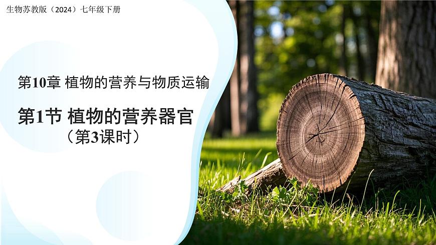 4.10.1植物的营养器官 第3课时 课件 生物苏教版（2024）七年级下册第4单元第1页
