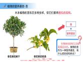 4.10.1植物的營養(yǎng)器官 第3課時 課件 生物蘇教版（2024）七年級下冊第4單元