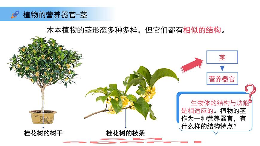 4.10.1植物的营养器官 第3课时 课件 生物苏教版（2024）七年级下册第4单元第3页
