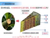 4.10.1植物的營養(yǎng)器官 第3課時 課件 生物蘇教版（2024）七年級下冊第4單元