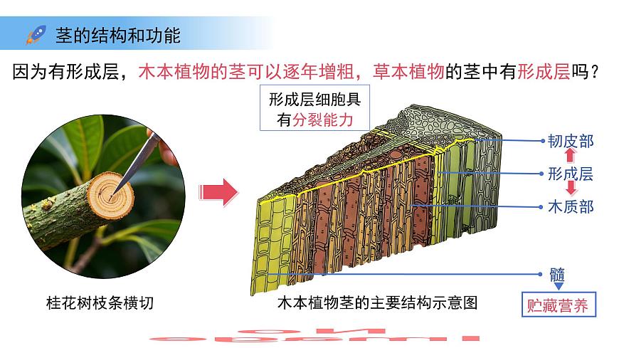 4.10.1植物的营养器官 第3课时 课件 生物苏教版（2024）七年级下册第4单元第4页