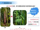 4.10.1植物的營養(yǎng)器官 第3課時 課件 生物蘇教版（2024）七年級下冊第4單元