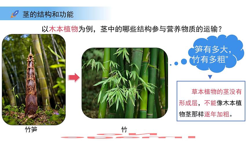 4.10.1植物的营养器官 第3课时 课件 生物苏教版（2024）七年级下册第4单元第5页