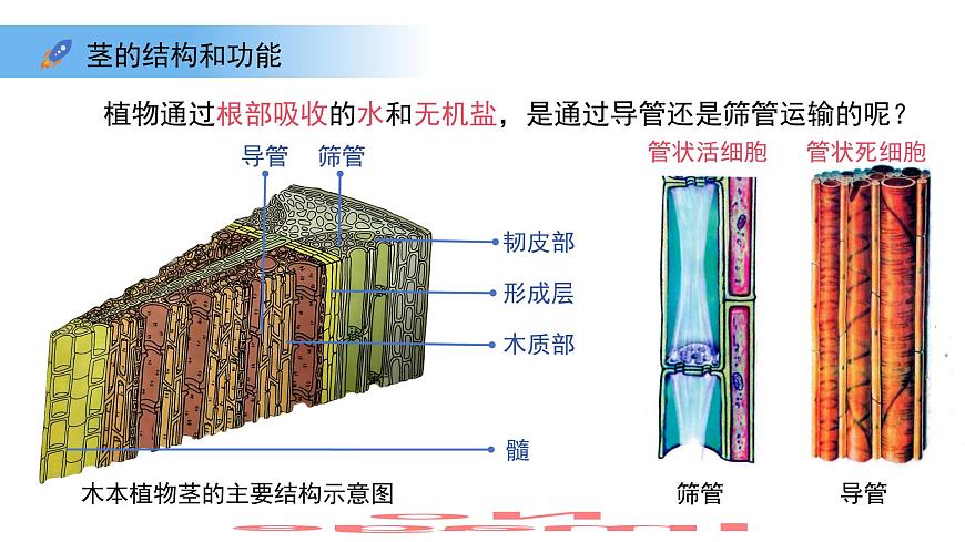 4.10.1植物的营养器官 第3课时 课件 生物苏教版（2024）七年级下册第4单元第6页