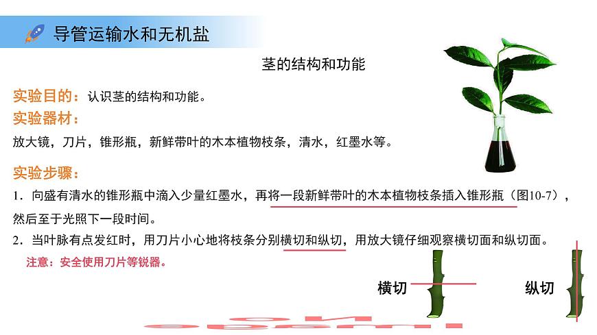 4.10.1植物的营养器官 第3课时 课件 生物苏教版（2024）七年级下册第4单元第7页