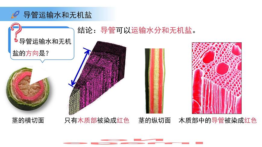 4.10.1植物的营养器官 第3课时 课件 生物苏教版（2024）七年级下册第4单元第8页