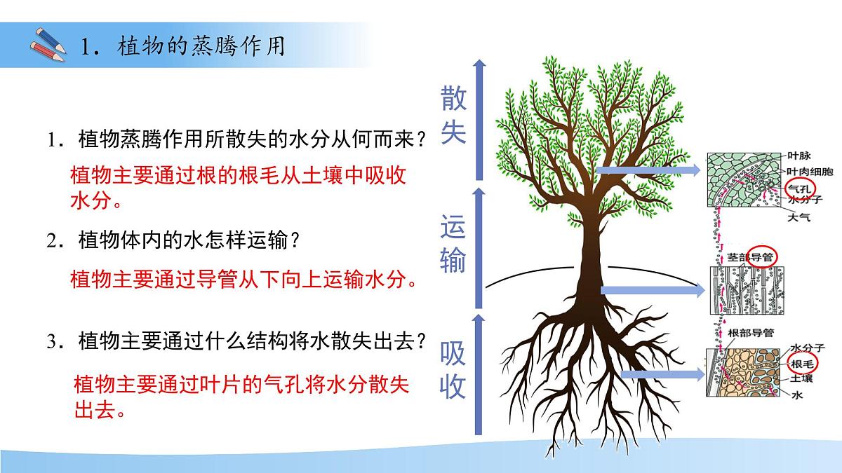 4.10.2 生物圈中的水循环 课件 生物苏教版（2024）七年级下册第4单元第8页