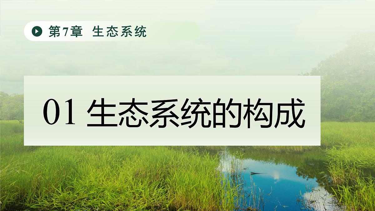 七年级下册生物苏教版期中复习（第7章~第9章）课件 生物苏教版（2024）七年级下册第3页