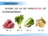 4.11.4  植物在生物圈中的重要作用 課件 生物蘇教版（2024）七年級(jí)下冊第4單元
