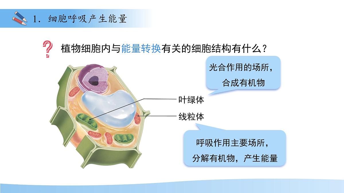 4.11.2植物的呼吸作用 课件 生物苏教版（2024）七年级下册第4单元第4页