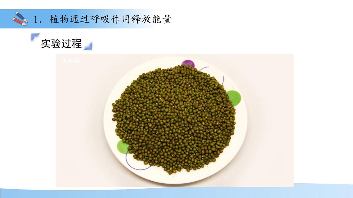 4.11.2植物的呼吸作用 课件 生物苏教版（2024）七年级下册第4单元第6页