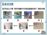 1.2.2植物細(xì)胞 第2課時(shí)（教學(xué)課件）——初中生物人教版（2024）七年級(jí)上冊(cè)課件