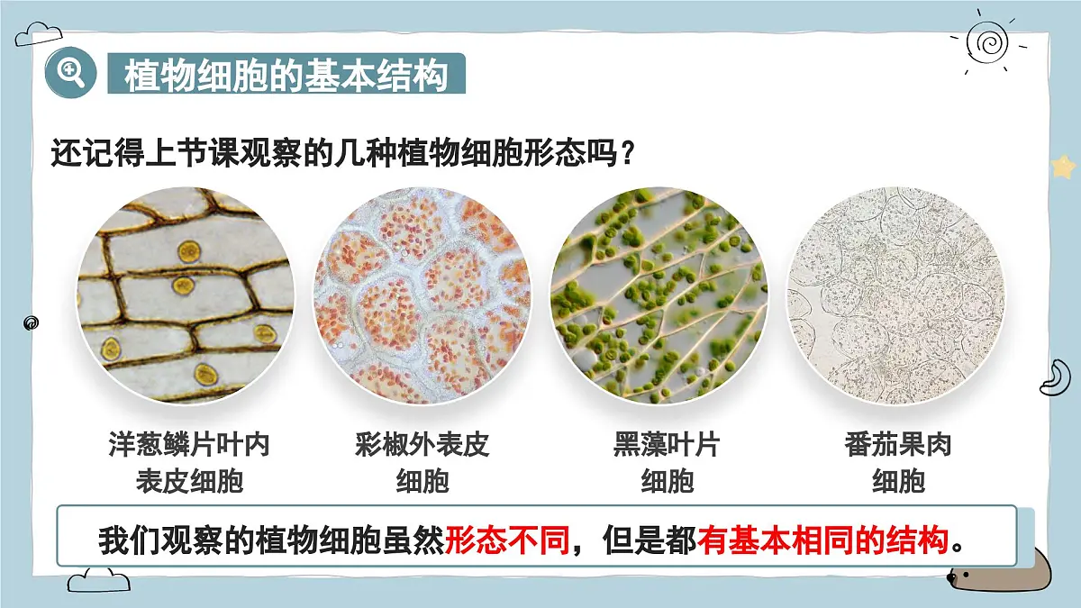 1.2.2植物细胞 第2课时（教学课件）——初中生物人教版（2024）七年级上册课件第4页
