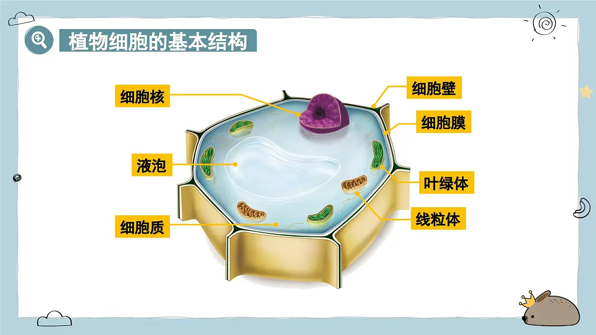 1.2.2植物细胞 第2课时（教学课件）——初中生物人教版（2024）七年级上册课件第5页