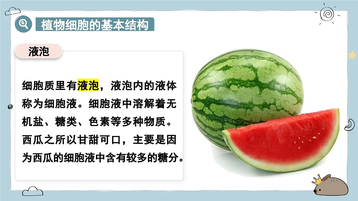 1.2.2植物细胞 第2课时（教学课件）——初中生物人教版（2024）七年级上册课件第8页